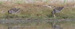 Limnodromus scolopaceus