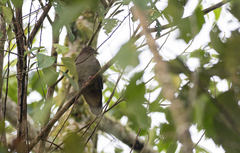 Phapitreron brunneiceps