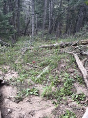 Penstemon whippleanus