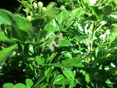 Hyla chinensis