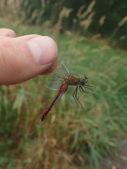 Sympetrum obtrusum