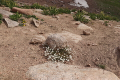 Dichodon cerastoides