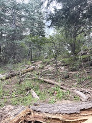 Penstemon whippleanus