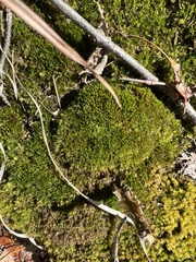 Dicranum flagellare