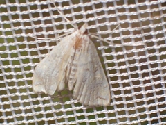 Elophila icciusalis