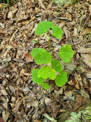 Passiflora lutea