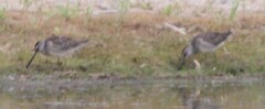 Limnodromus scolopaceus