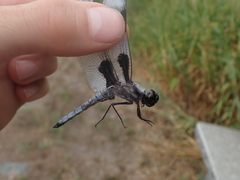 Libellula forensis