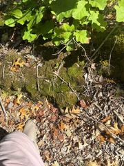 Dicranum flagellare