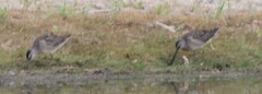Limnodromus scolopaceus