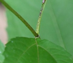 Helianthus microcephalus