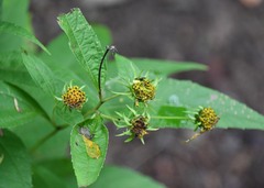 Helianthus microcephalus