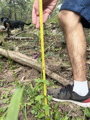 Penstemon whippleanus