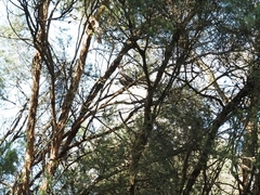 Anthochaera chrysoptera