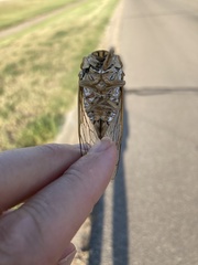 Megatibicen dealbatus