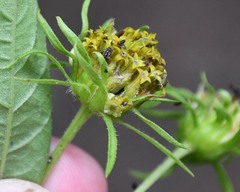 Helianthus microcephalus