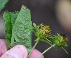 Helianthus microcephalus