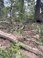 Penstemon whippleanus