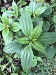 Melastomeae
