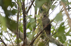 Phapitreron brunneiceps