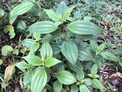 Melastomeae