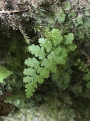 Cystopteris fragilis