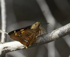 Trapezites symmomus