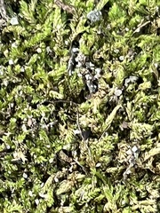 Pseudanomodon attenuatus