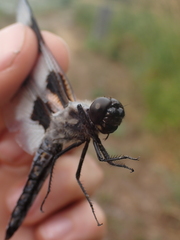 Libellula forensis
