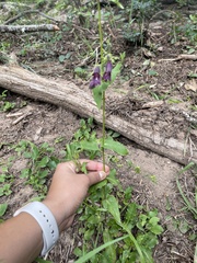 Penstemon whippleanus