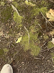 Pseudanomodon attenuatus