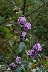 Solanum silvestre