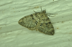 Thera contractata