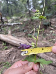 Penstemon whippleanus