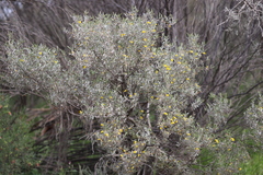 Acacia sibirica