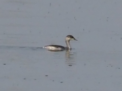 Podiceps nigricollis