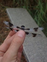 Libellula forensis