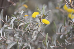 Acacia sibirica
