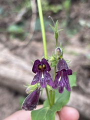 Penstemon whippleanus