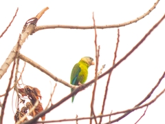 Brotogeris pyrrhoptera