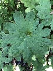 Petasites frigidus
