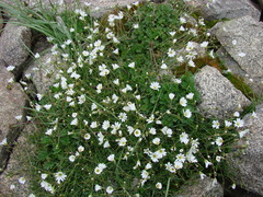Dichodon cerastoides