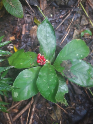Carapichea ipecacuanha, photograph 4