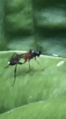 Linycus exhortator thoracicus