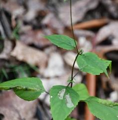 Ageratina aromatica