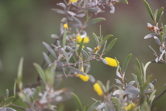 Acacia sibirica