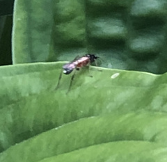 Linycus exhortator thoracicus