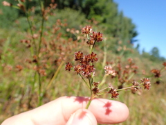 Juncus articulatus