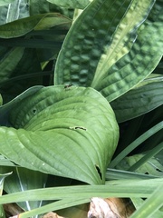 Linycus exhortator thoracicus