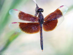 Neurothemis stigmatizans